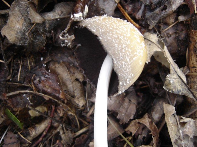 Funghetto da determinare